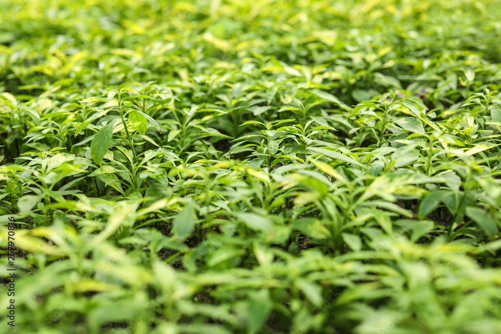 Many fresh green seedlings as background, closeup Many fresh green seedlings as background, closeup
