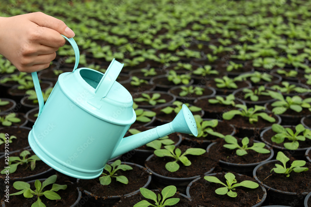Woman watering fresh growing seedlings in greenhouse, closeup. Space for text Woman watering fresh growing seedlings in greenhouse, closeup. Space for text