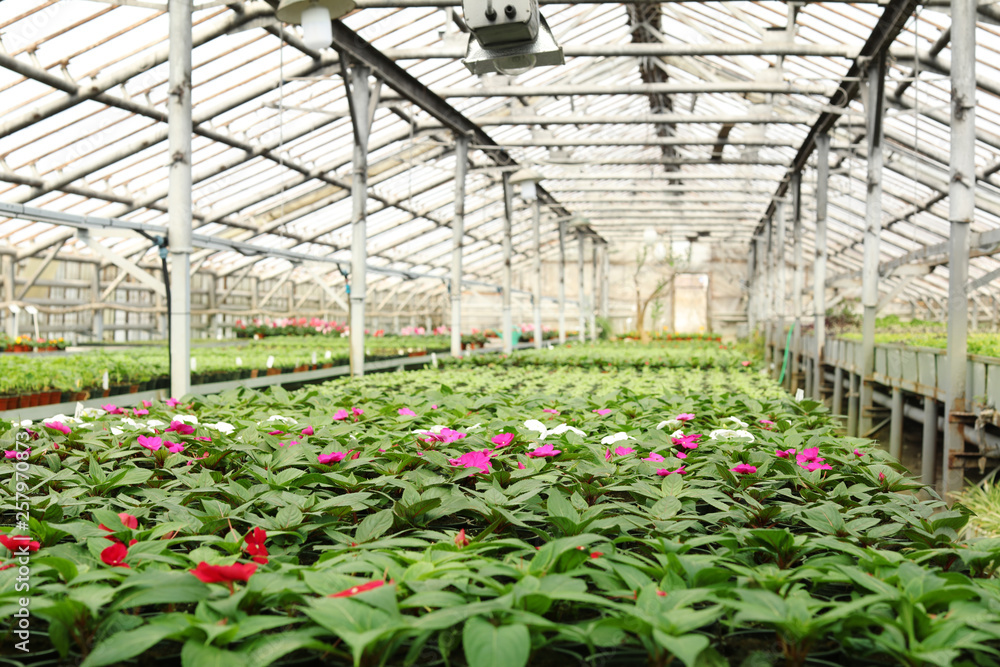 Many pots with fresh seedlings and blooming flowers in greenhouse