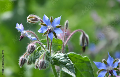 Bloom in nature borage