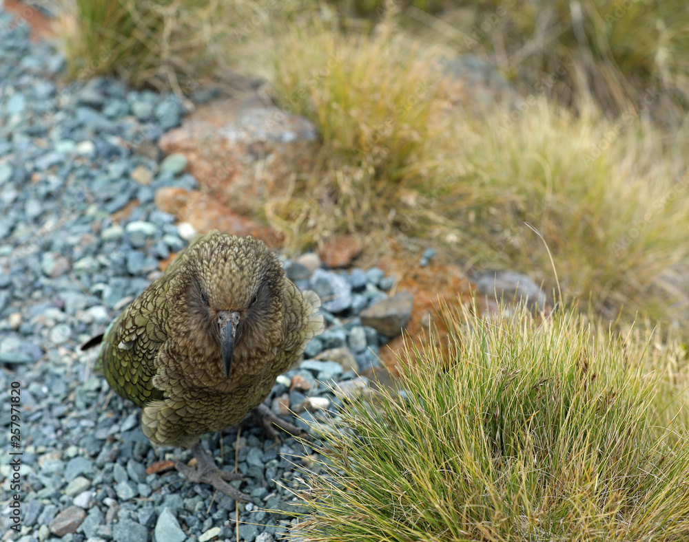 Obraz premium Wilder Kea Papagei in den Bergen in Neuseeland
