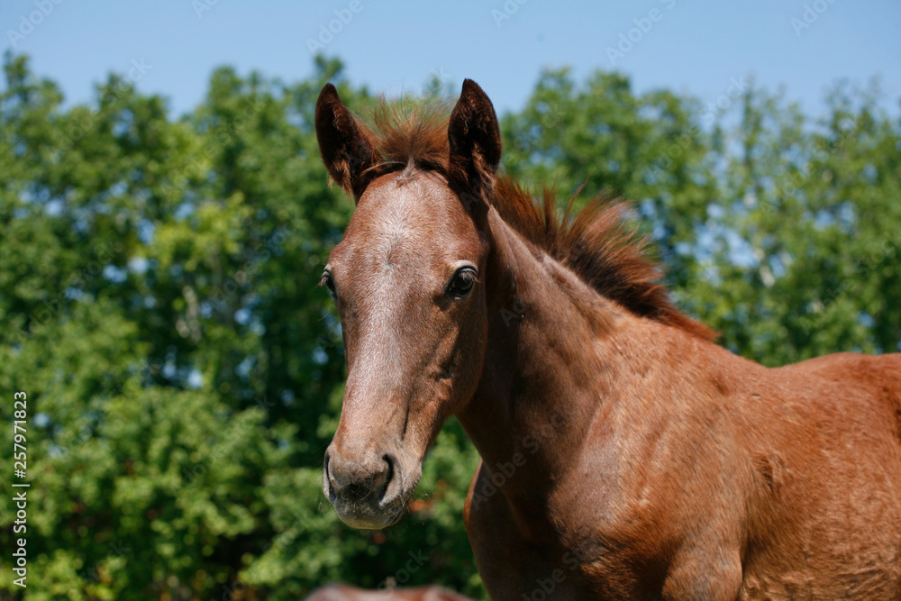 Fototapeta premium Head shot of a newborn thoroughbred filly at beautiful animal ranch