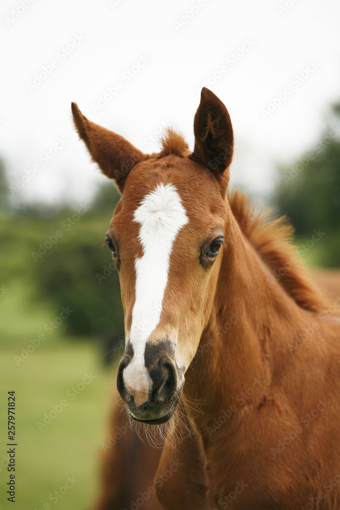 Head shot of a newborn thoroughbred filly at beautiful animal ranch Head shot of a newborn thoroughbred filly at beautiful animal ranch