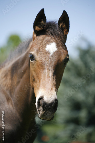 Head shot of a newborn thoroughbred filly at beautiful animal ranch © acceptfoto