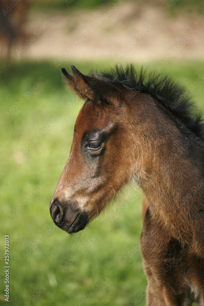Closeup of a young domestic horse on natural background outdoors rural scene