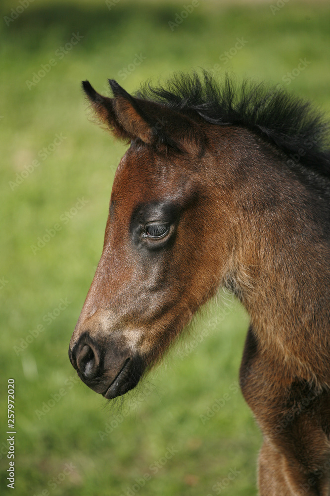 Closeup of a young domestic horse on natural background outdoors rural scene