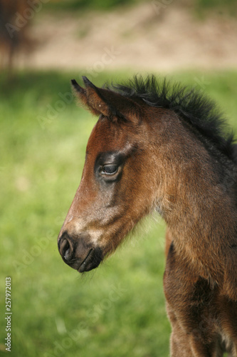 Closeup of a young domestic horse on natural background outdoors rural scene