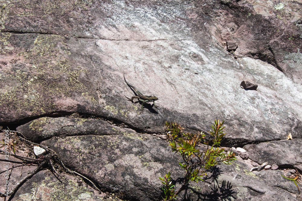 Lizard at Chapada da Diamantina Lizard at Chapada da Diamantina