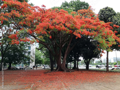 Fioritura Ipe Rosso, albero brasiliano