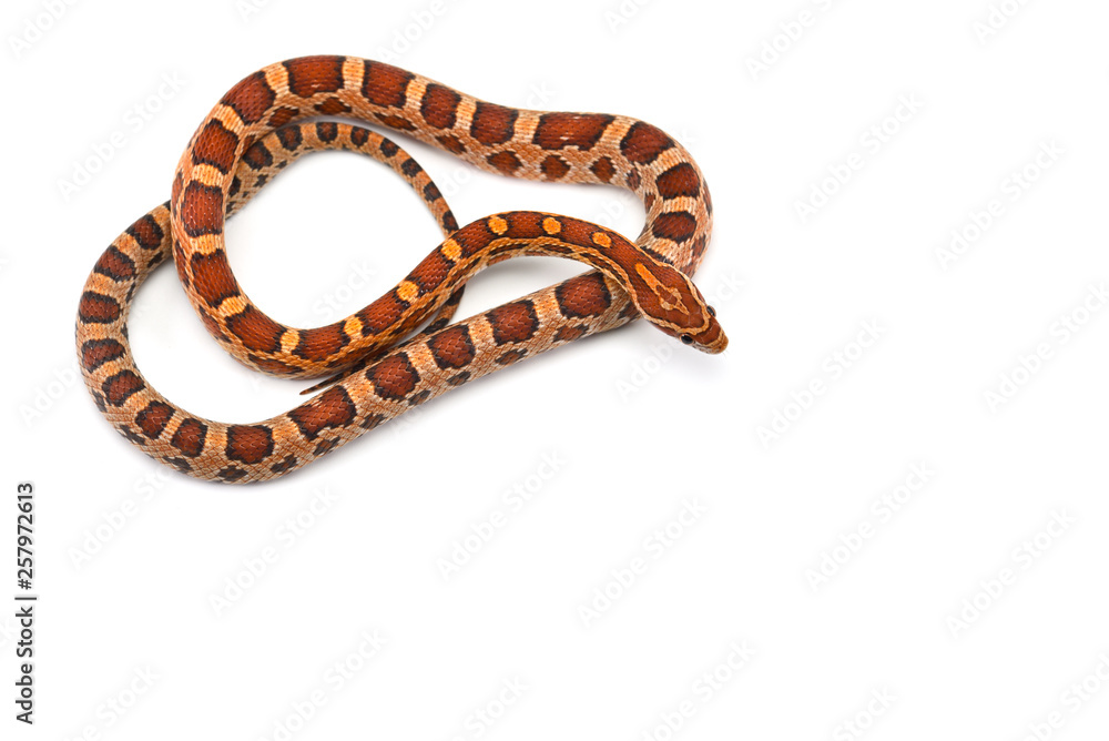 Naklejka premium Corn snake isolated on white background
