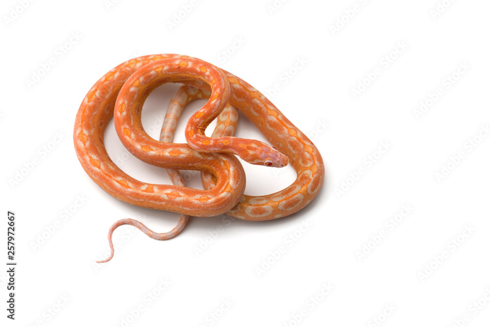 Obraz premium Corn snake isolated on white background