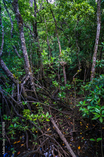 So dicht bewachsen ist der Daintree Regenwald in Australien © Michael