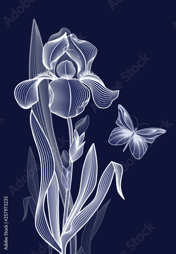 Outline of a contour iris, a gentle iris filled with strokes