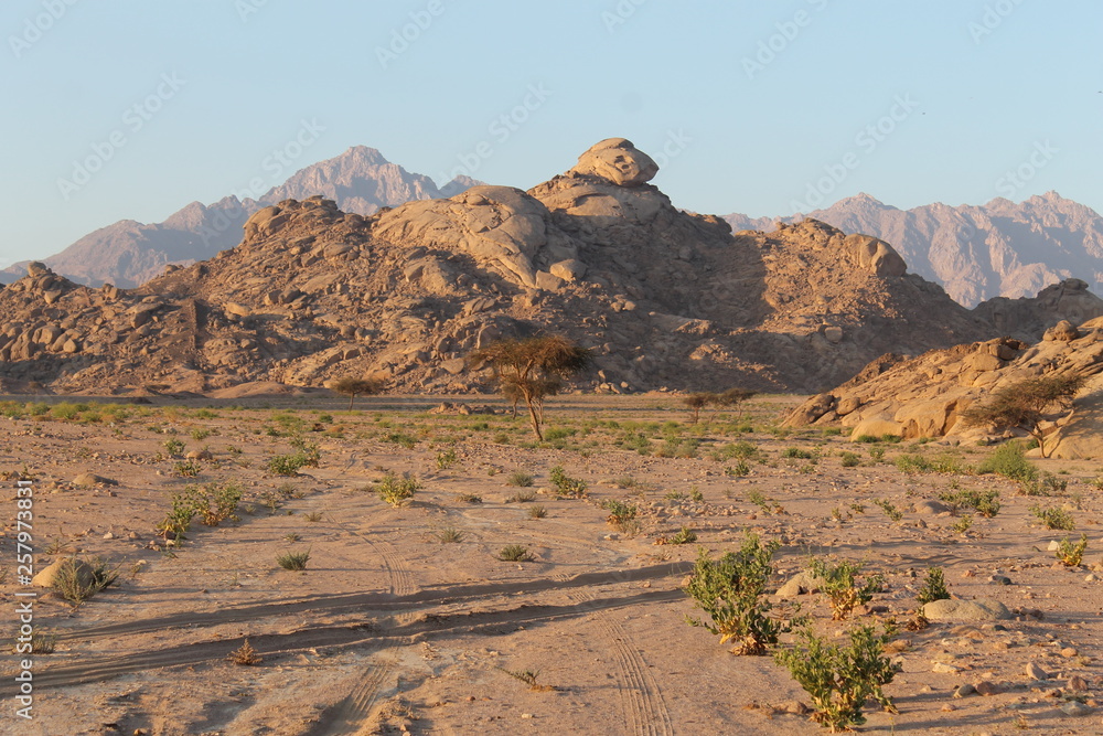 Desert landscape with a lonely tree during sunset. Stone desert in Egypt.