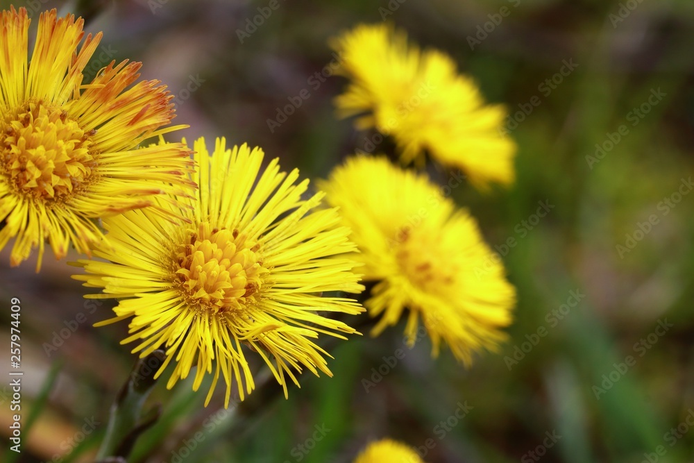 die Blüte des Löwenzahn