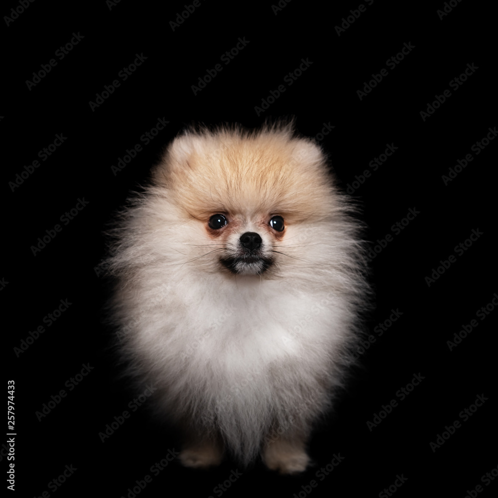 pomeranian spitz puppy isolated on a black background