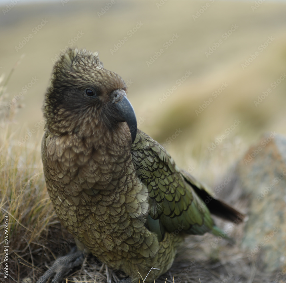 Fototapeta premium Wilder Kea Papagei in den Bergen in Neuseeland