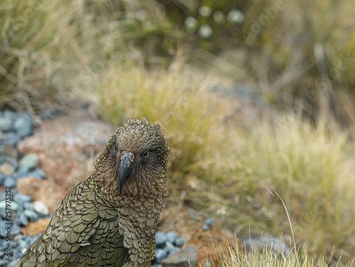 Wilder Kea Papagei in den Bergen in Neuseeland photo