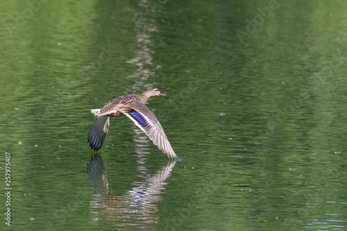 Fliegende Stockente