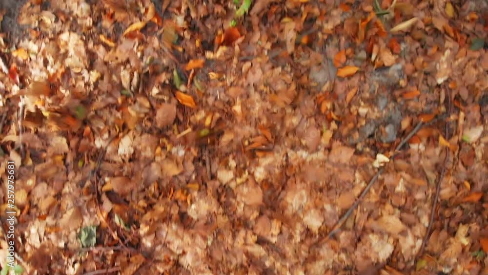 Fallen leaves in browns and yellows tumble along ground on forest floor Fallen leaves in browns and yellows tumble along ground on forest floor