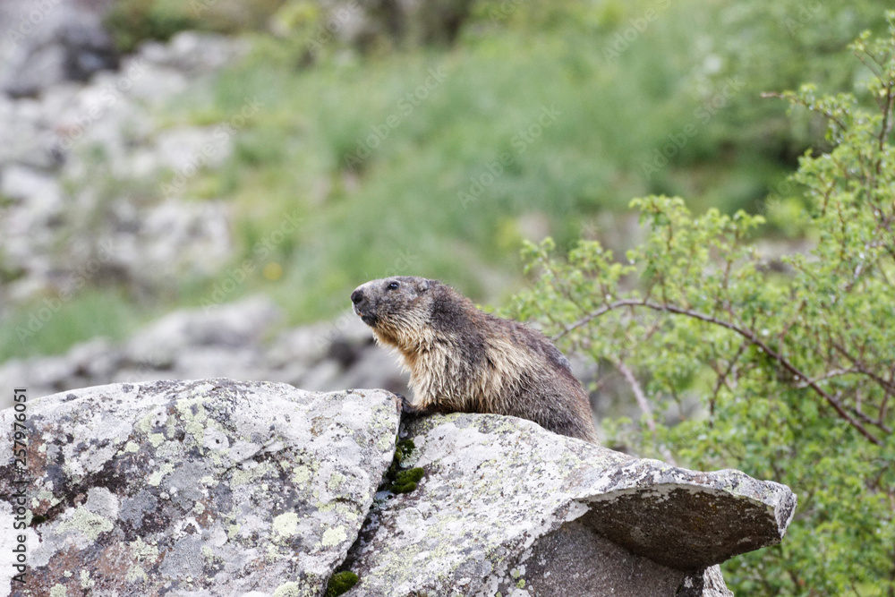 Marmotte Marmotte