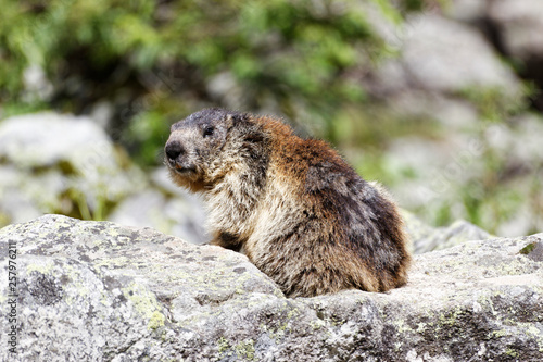 Marmotte