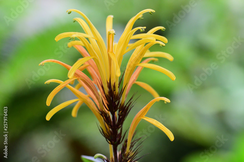 Close up of a yellow jacobinia (justicia umbrosa) flower in bloom photo