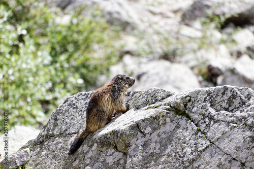 Marmotte