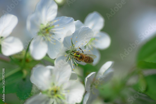 Bee collects pollen and nectar white flowers cherry tree. Flowers cherry tree blossomed. Honey and medicinal plants Ukraine. Flowering fruit trees.