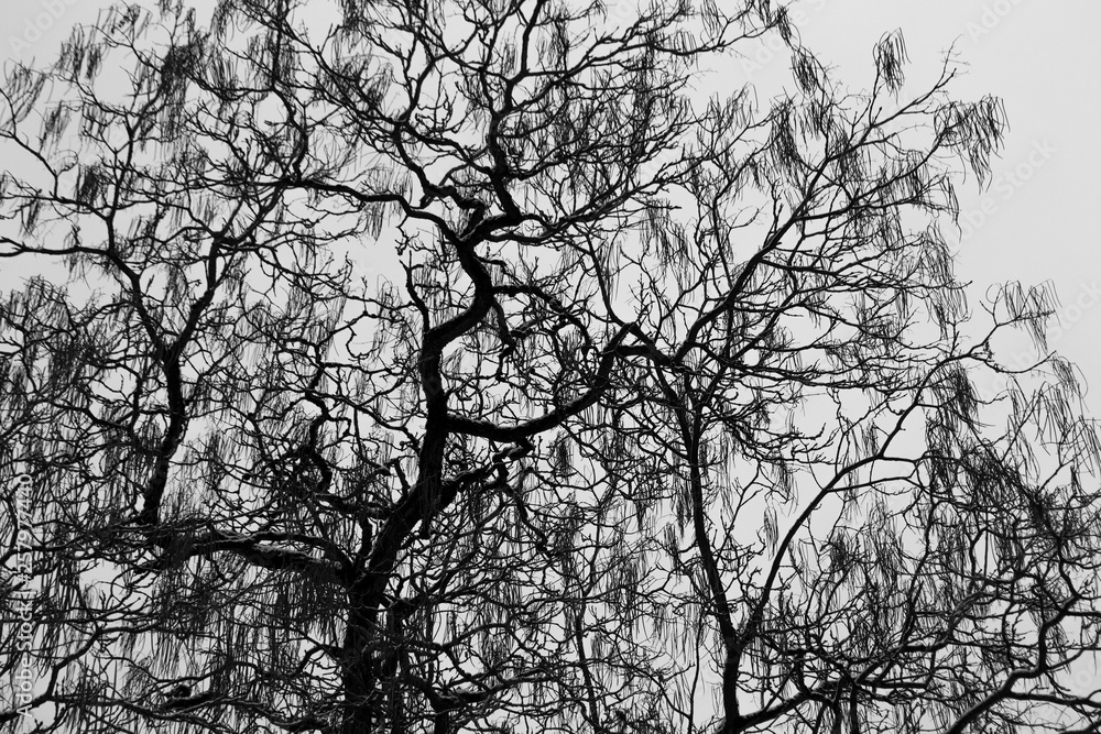 Baum im Schnee Baum im Schnee