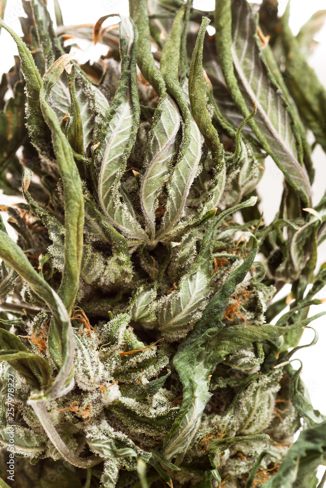 Obraz premium Cannabis or marijuana over white