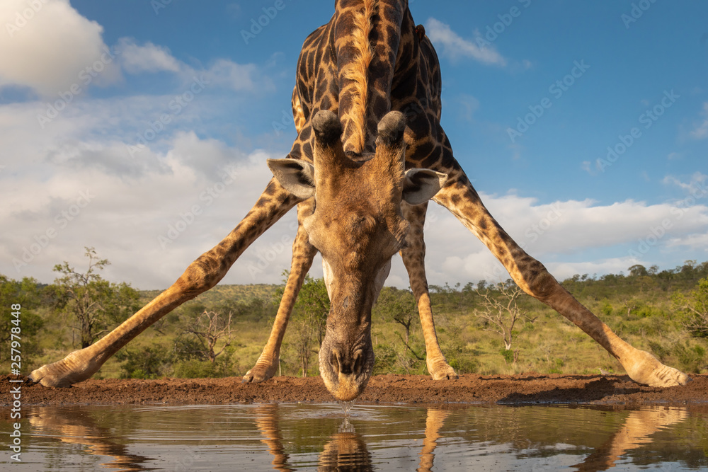 Southern giraffe drinking water - obrazy, fototapety, plakaty 