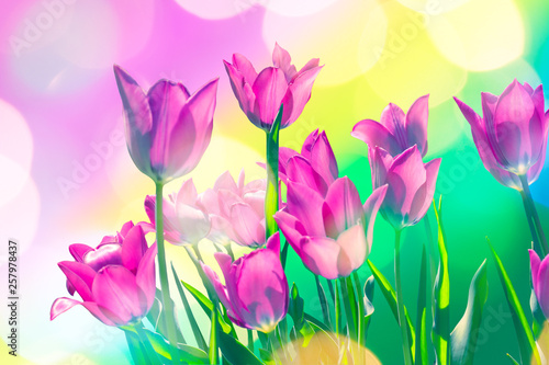 Bright festive card with purple spring tulips © HaiGala