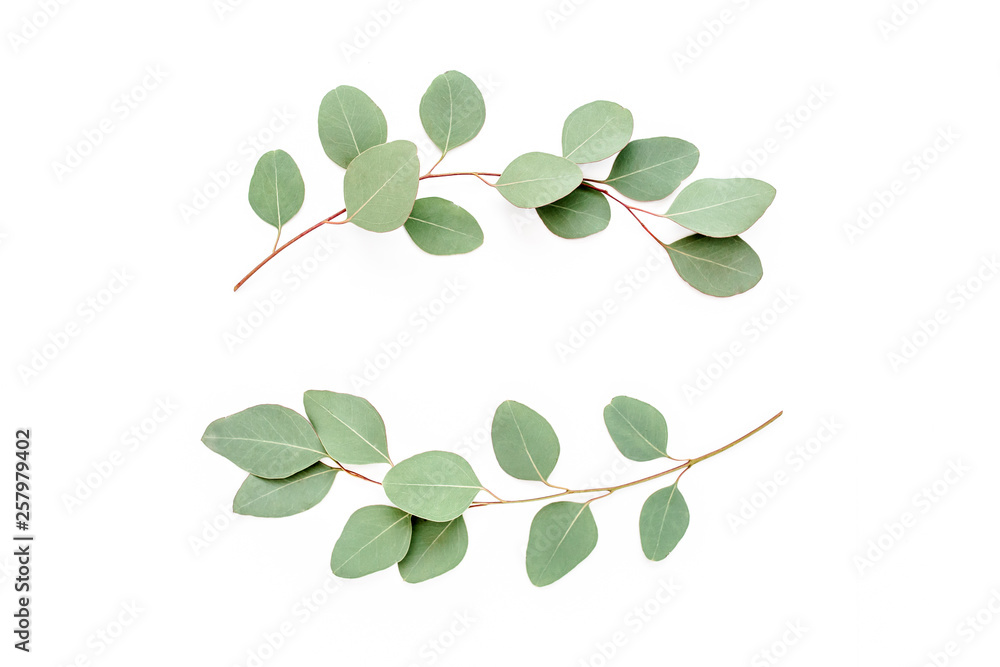 Wreath frame made of branches, leaves eucalyptus isolated on white background. lay flat, top view - obrazy, fototapety, plakaty 