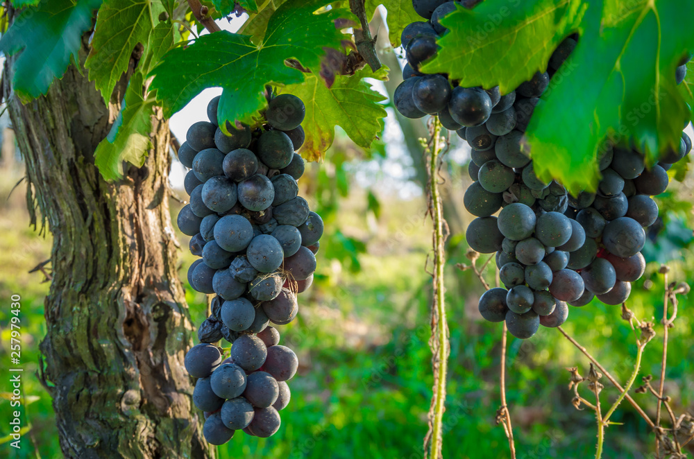 Branches of red wine grapes growing in Italian fields. Close up view of fresh red wine grape in Italy. Vineyard view with big red grape growing.