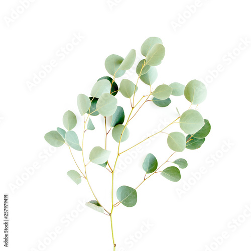 green branch eucalyptus on white background. flat lay, top view
