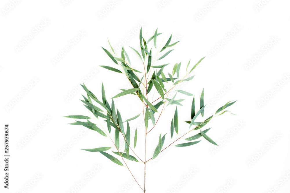 Fototapeta premium green branch eucalyptus on white background. flat lay, top view