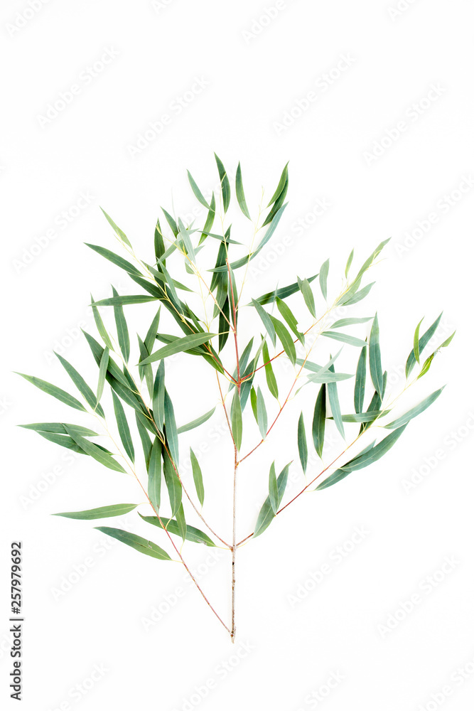 green branch eucalyptus on white background. flat lay, top view green branch eucalyptus on white background. flat lay, top view