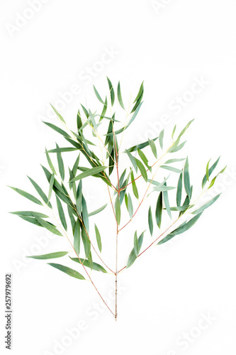 green branch eucalyptus on white background. flat lay  top view