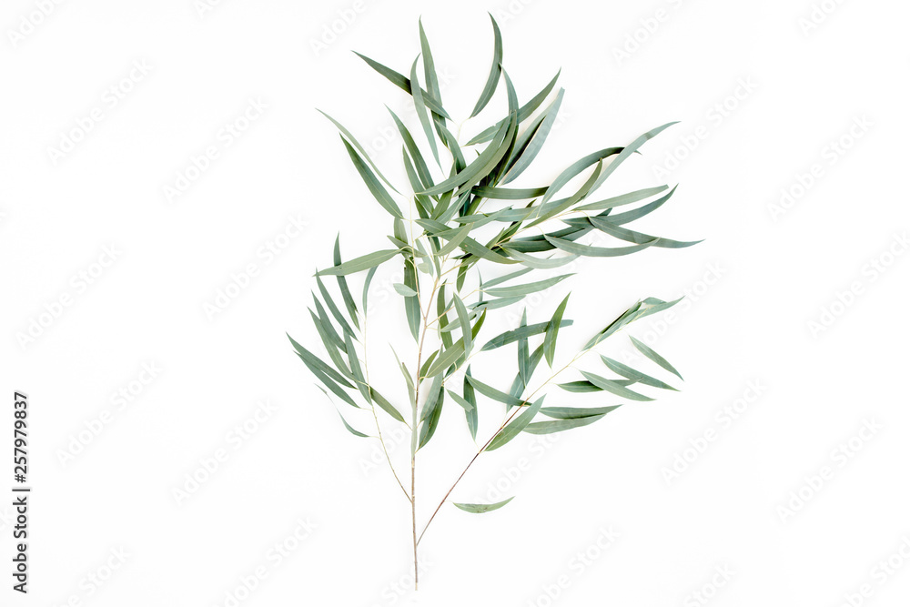 Fototapeta premium green branch eucalyptus on white background. flat lay, top view