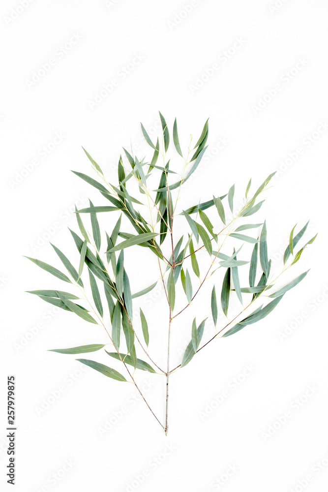 Obraz premium green branch eucalyptus on white background. flat lay, top view