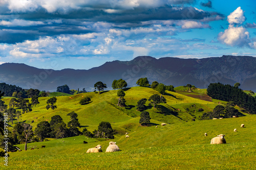 Nowa Zelandia, Wyspa Północna, Region Waikato. Wiejski krajobraz w pobliżu Matamata. W tle znajduje się Zasięg Kaimai