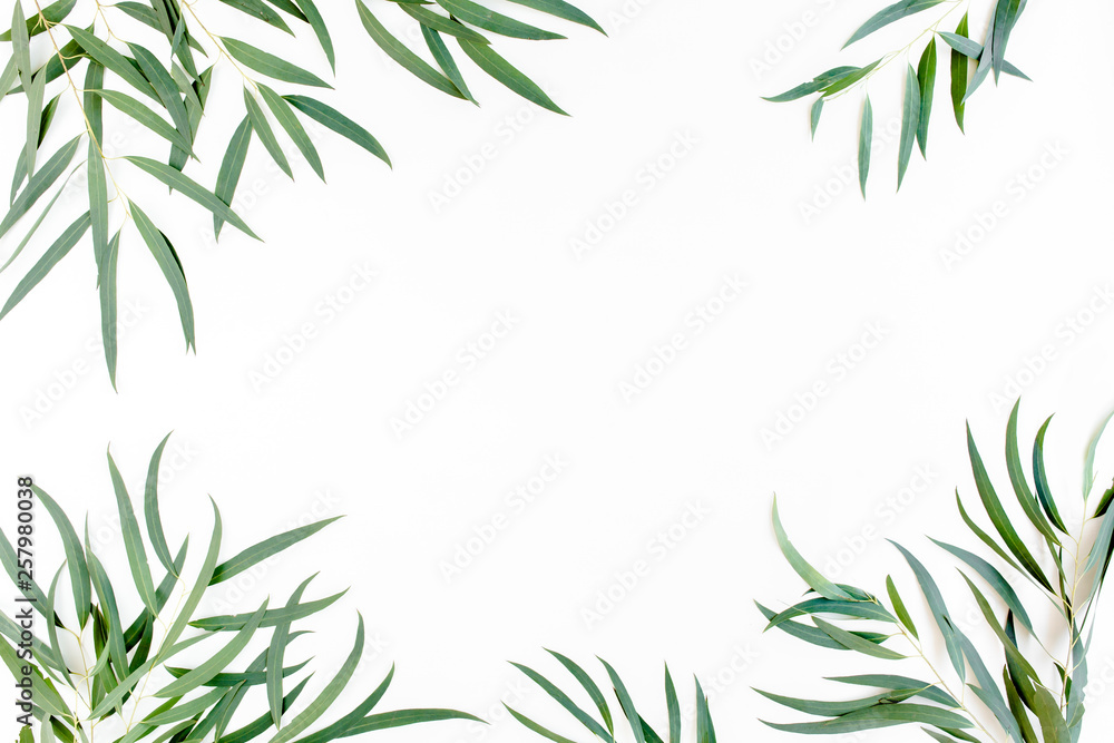 frame of green branches, eucalyptus leaves nicoli on a white background. flat layout, top view