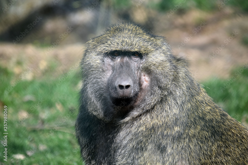 Baboon Monkey Papio Anubis Head Closeup Portrait Baboon Monkey Papio Anubis Head Closeup Portrait