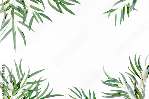 frame of green branches  eucalyptus leaves nicoli on a white background. flat layout  top view