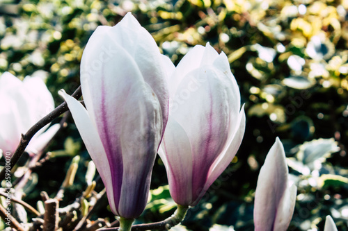 Closeup of flowers from a tree in the streets of Voorburg in Netherlands photo