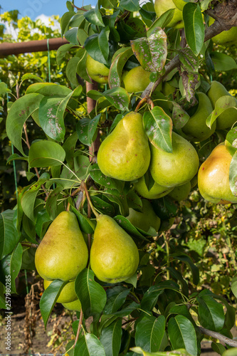 Pear fruit. Close up of a tree with a crop against a blue sky and green garden. Industrial Gardening