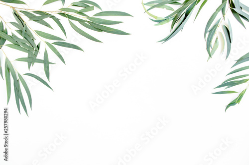 green branches  eucalyptus leaves nicoli on a white background. flat layout  top view