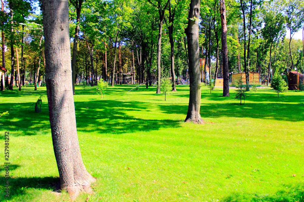 Obraz premium Beautiful lawn of green grass with trees in park