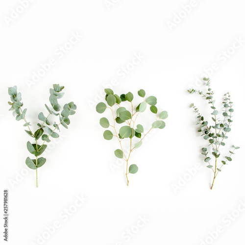 Mix of herbs green branches, leaves eucalyptus and plants collection on white background. flat lay, top view © K.Decor